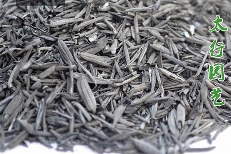 稻壳炭适合种什么花,易成活