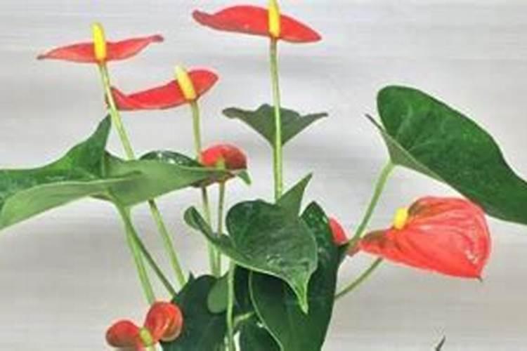 红掌需要用什么肥料。