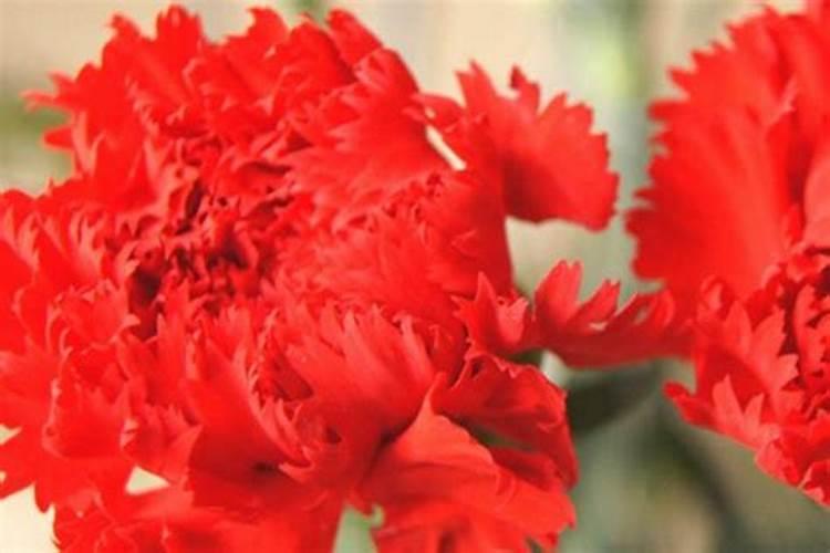 康乃馨花期需要施肥吗？