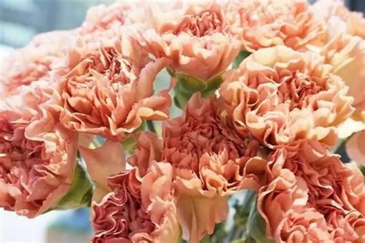 康乃馨花期需要施肥吗