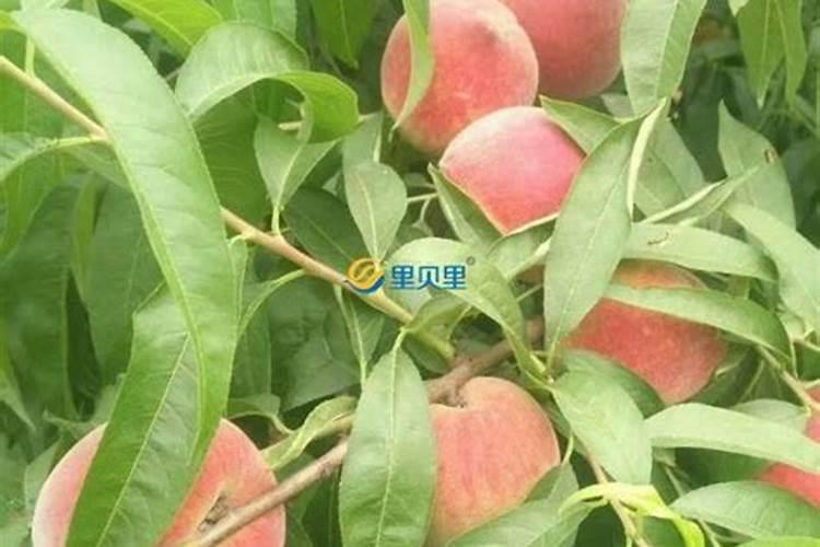 桃树怎么施肥 桃树如何施肥