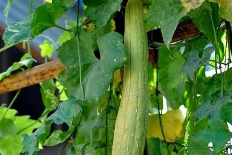 丝瓜叶子发黄的补救方法