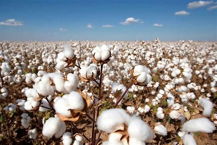 棉花的磷肥有哪些作用？