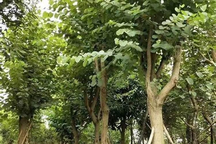 树苗底肥施什么合理 施底肥方法