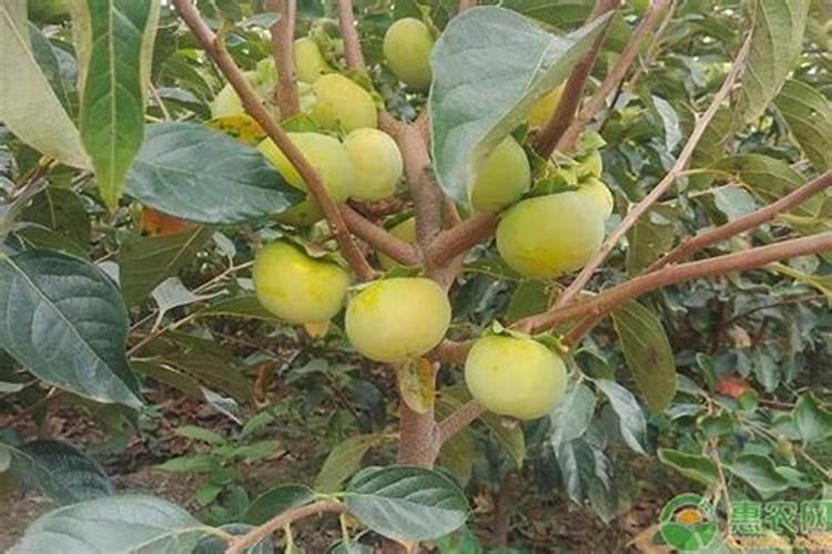 果树清园药什么时候打