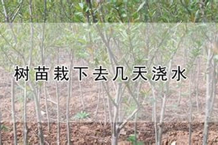 柿子树结柿子后用什么肥料膨果？