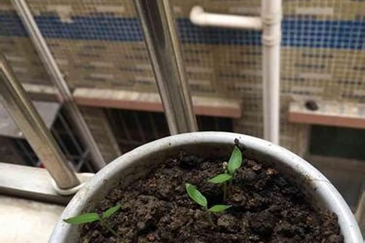 球兰什么时候施肥最好 球兰什么阶段施肥最合适