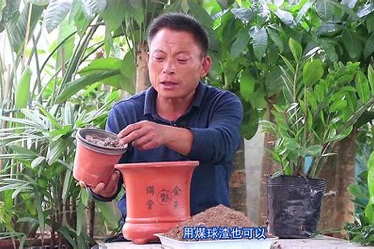 谁大神晓得金钱树如何施肥？麻烦详细说一下。