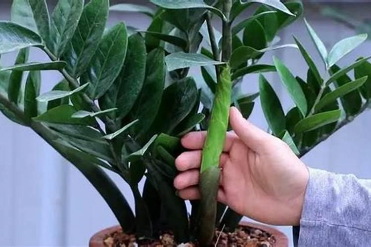金钱树多久施一次肥,正确施肥时间