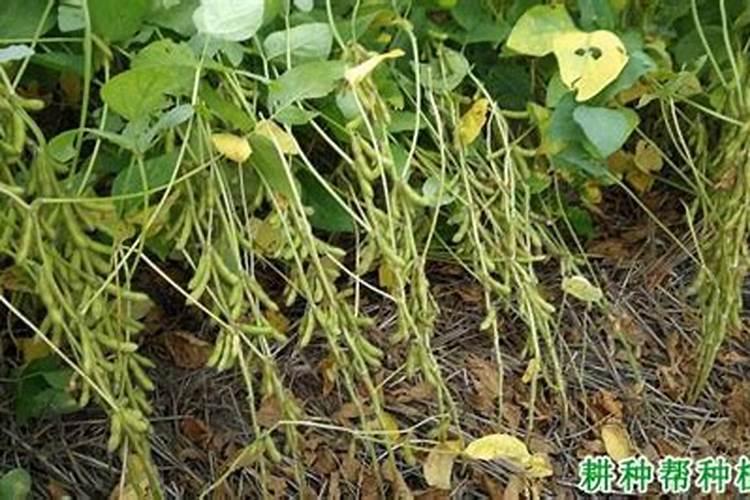 什么是禽类矿物质缺乏症