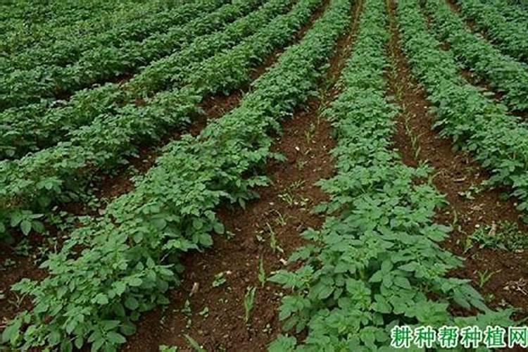 低氯复合肥适用作物,有何优缺点