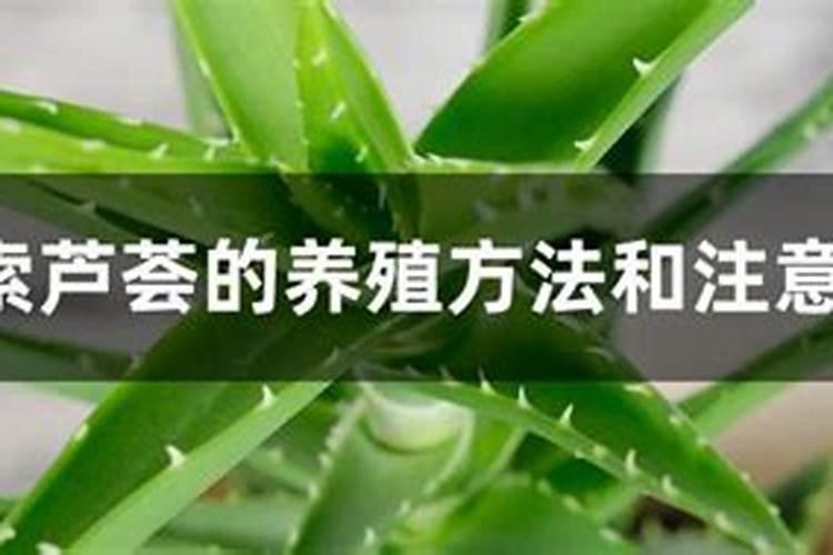库拉索芦荟怎么种植