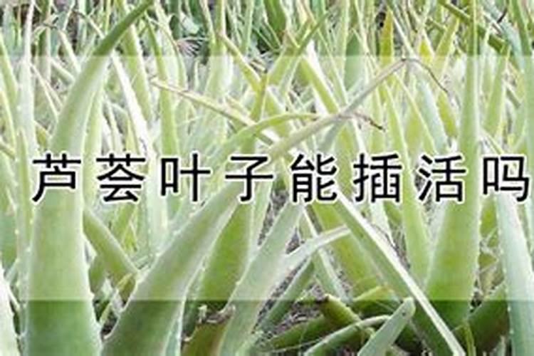 库拉索芦荟如何养殖