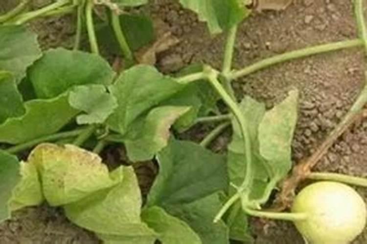 散尾葵这样施肥,植株又美又壮!