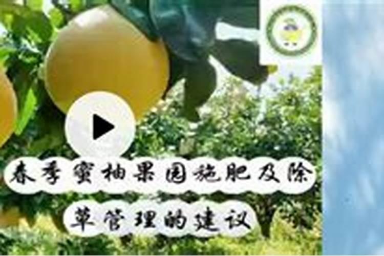 蜜柚促花保果技术 蜜柚怎么施肥好