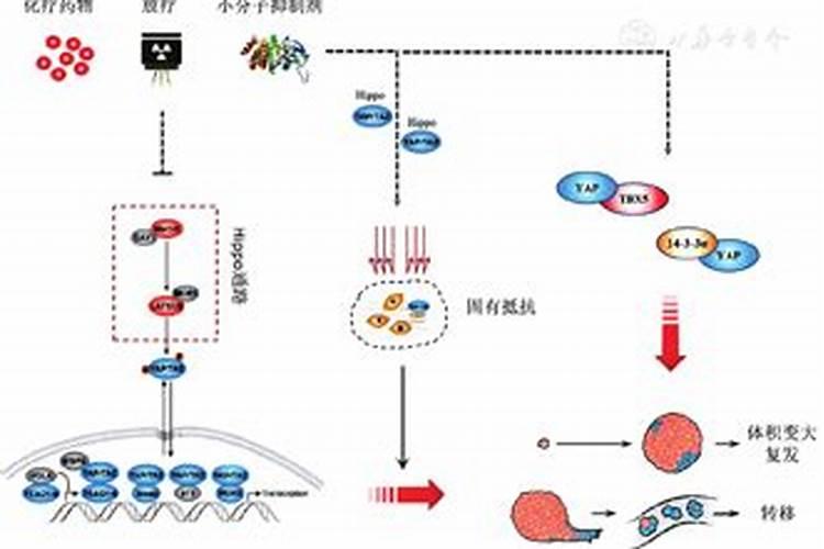 鱼蛋白的做法都有什么呢？