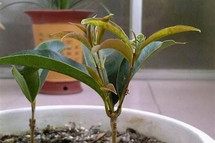 桂花长不长气根怎样才能让它生出气根？