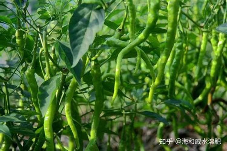 水溶肥好坏该如何鉴别？水溶肥鉴别有什么方法？