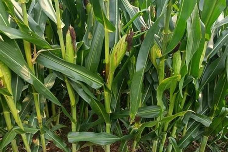 玉米后期追什么肥料好