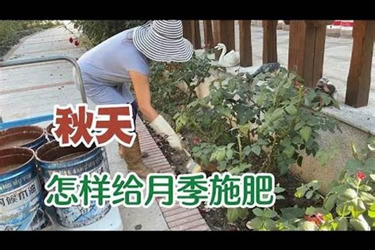 什么叶面肥最好 叶面肥哪个好