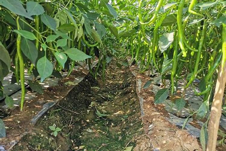 花多多1号和奥绿5号对月季有什么作用？