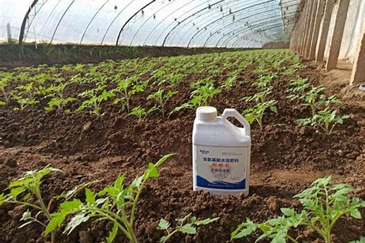 西红柿施什么肥最好？