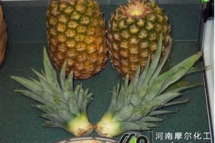 磷酸二氢钾用法菠萝