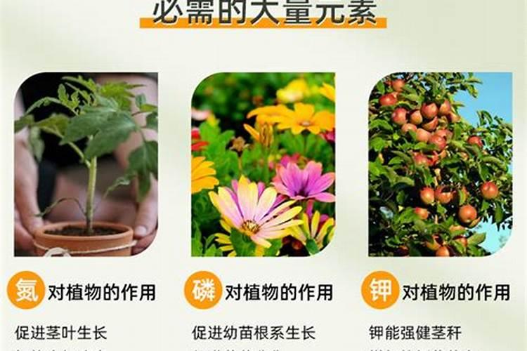 墨西哥铁树的养殖方法和注意事项