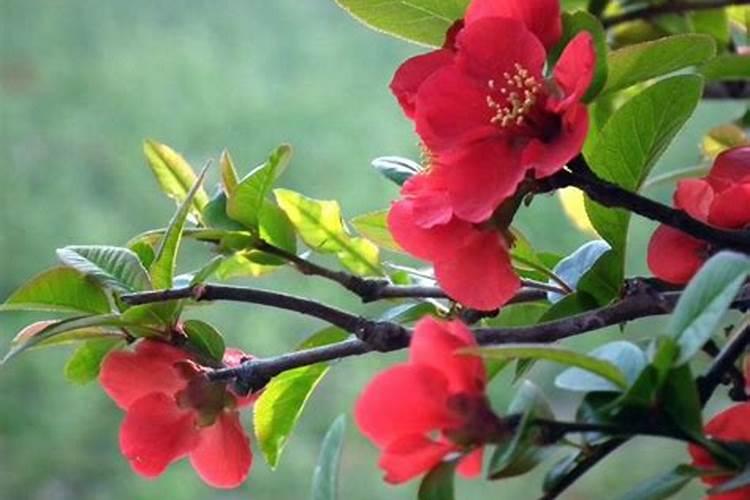 贴梗海棠夏天叶子干枯了怎么回事 贴梗海棠不长叶子怎么办