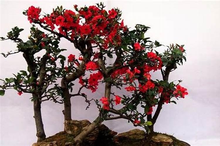 贴梗海棠的养殖方法是什么