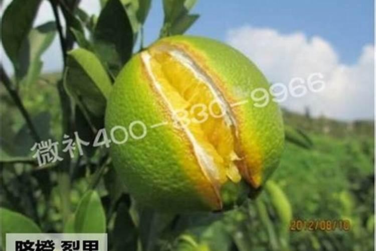 柑橘裂果的原因有哪些？如何预防柑橘裂果？