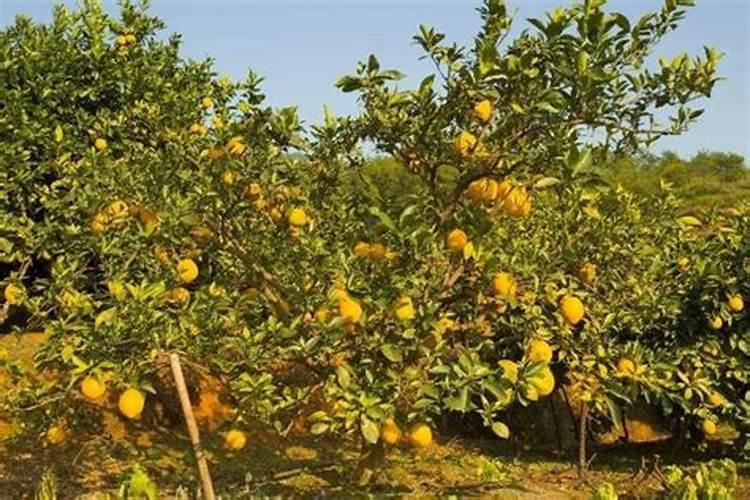 果蔬裂果的原因？