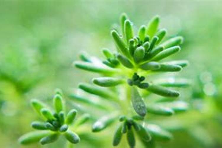 磷肥和钙肥能一起用吗 磷肥是酸性还是碱性的