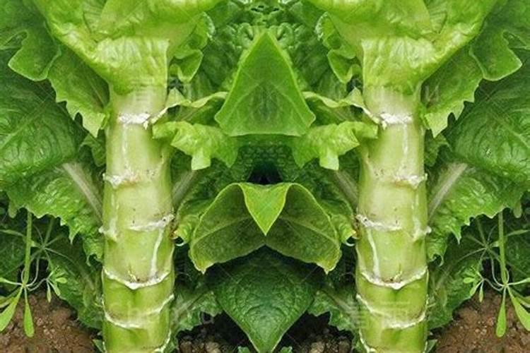 莴笋可不可以喷芸苔素？