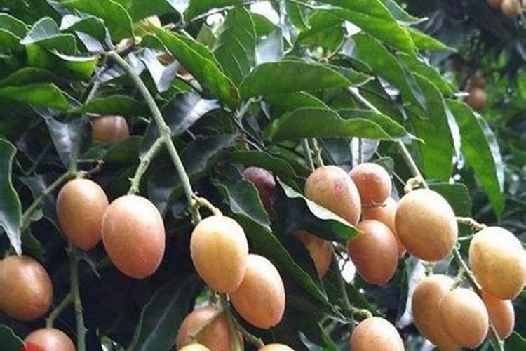 牡丹花没开花之前怎么施肥 牡丹施肥禁忌