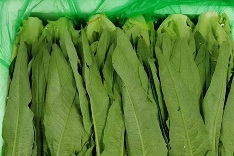 油麦菜几月份播种最适合