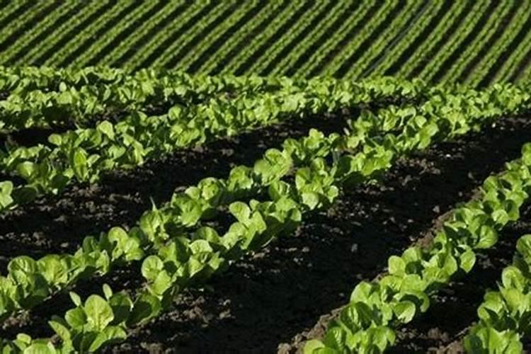 油麦菜怎么种植方法