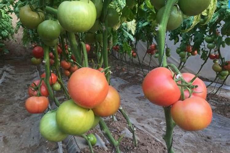 西红柿打什么叶面肥好