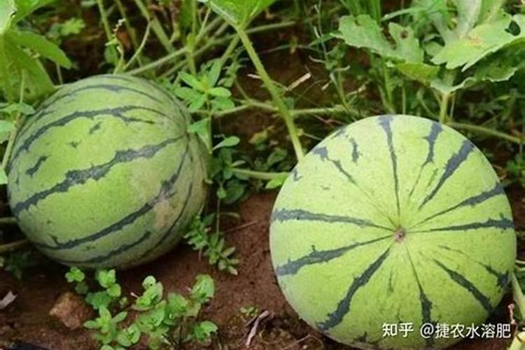 如何种植提高西瓜产量和品质(西瓜怎么施肥能增产增甜)