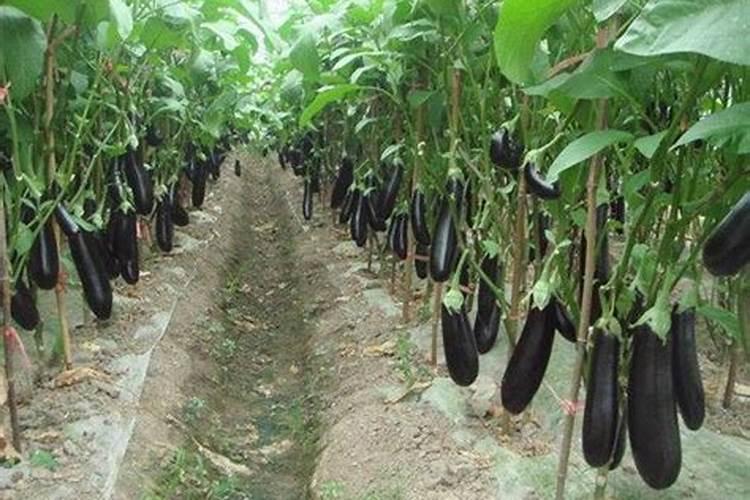 茄子移栽后如何管理