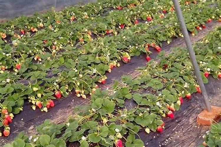 草莓用什么肥料最好可增产
