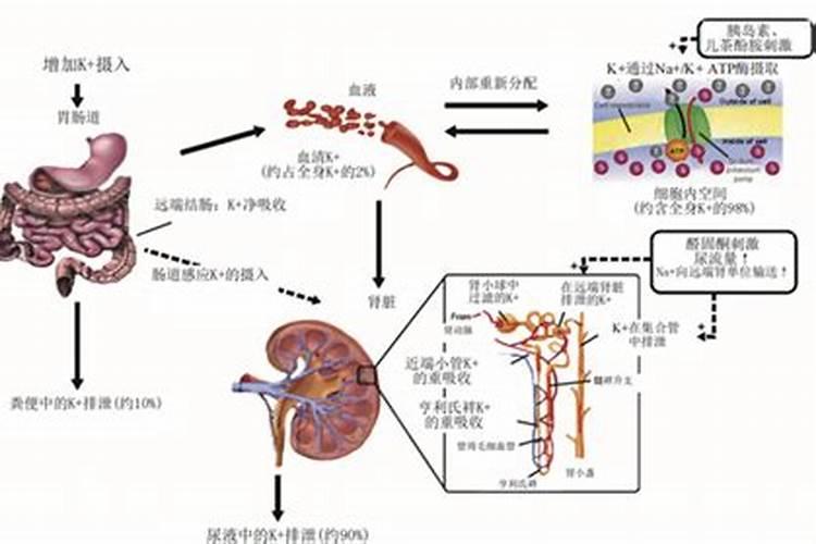 钾肥过量有什么危害科学施肥
