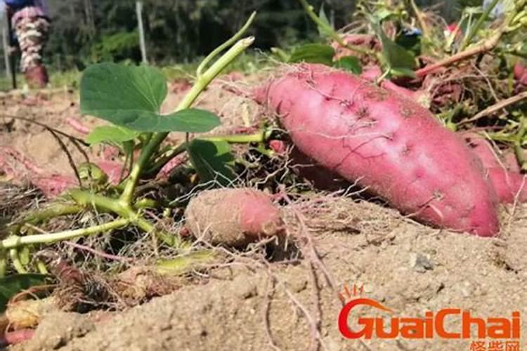 地瓜苗直长,不长分苗怎