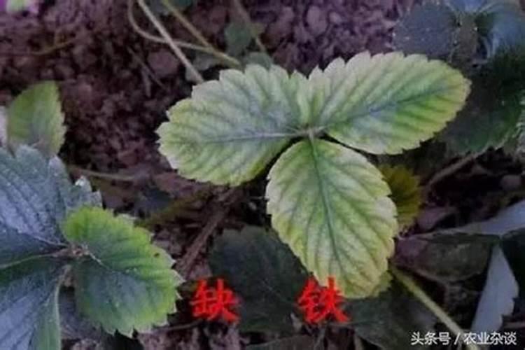 草莓需要施什么肥料才会甜
