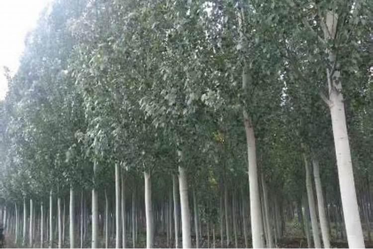 谁了解山东安然纳米 ,实力如何？