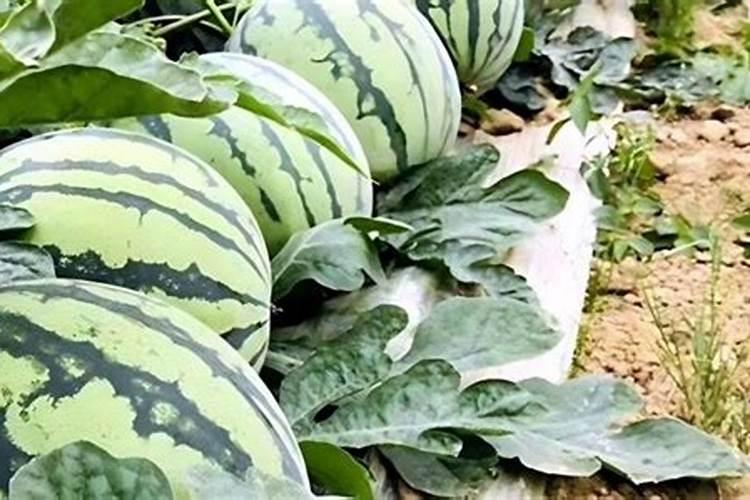 西瓜上什么肥料又大又甜
