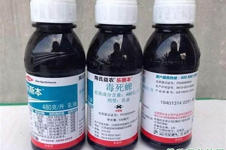 怎么养护福建茶盆景？