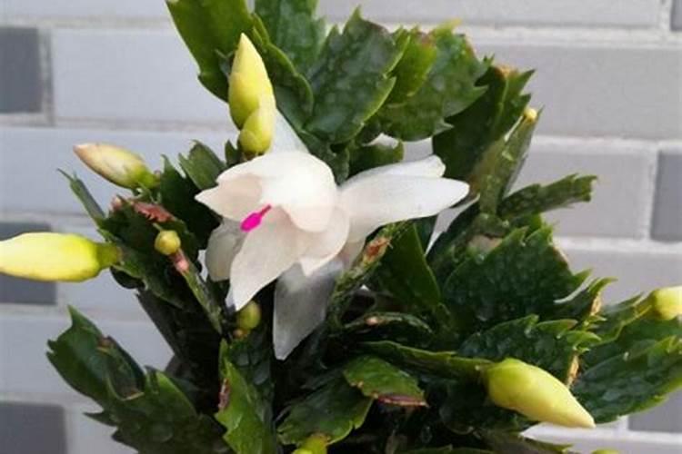 用什么水浇灌蟹爪兰叶片就肥厚