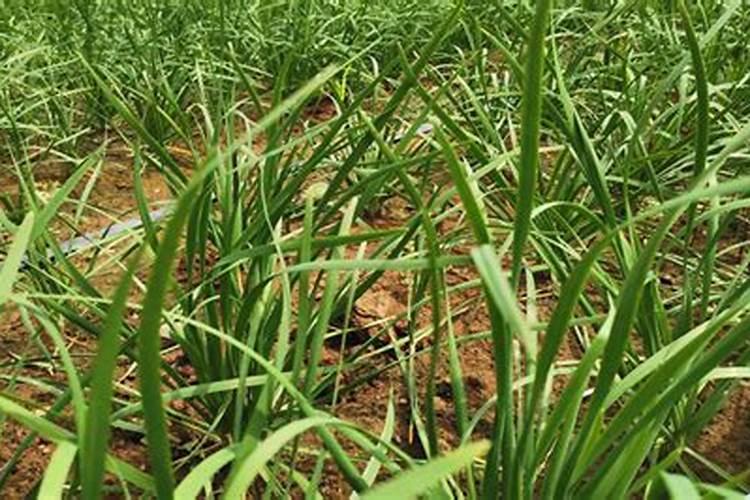 种韭菜施什么肥好