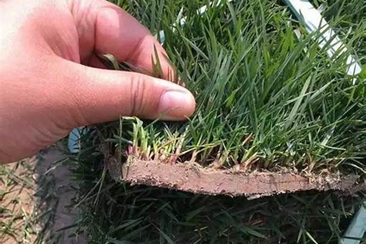 草皮铺了多久才可以施肥